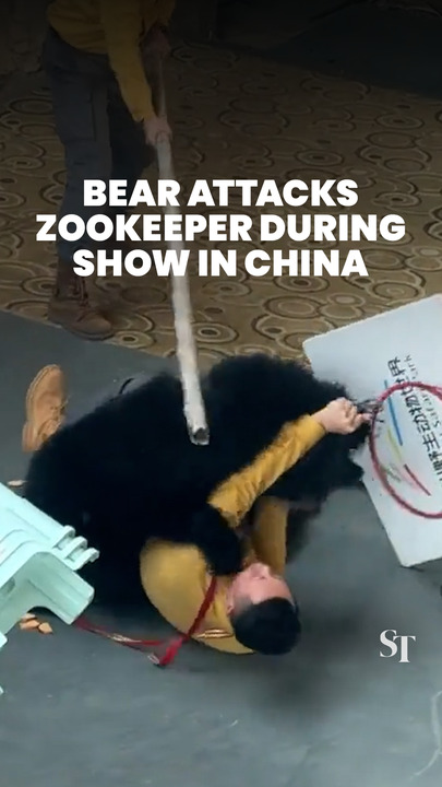 Black bear attacks zookeeper during live animal show in China