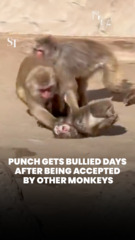 Punch gets bullied days after being accepted by other monkeys