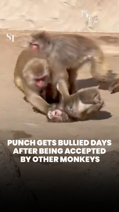 Punch gets bullied days after being accepted by other monkeys