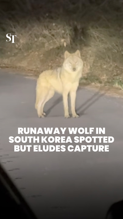 Runaway wolf in South Korea spotted a second time, but disappears