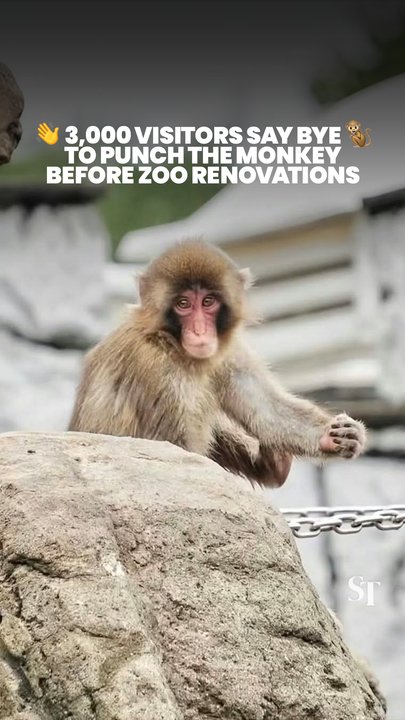 See you later, Punch! More than 3,000 visitors bid him farewell ahead of Ichikawa Zoo renovations