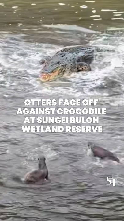 Otterly fearless: Group of otters face off against snapping crocodile