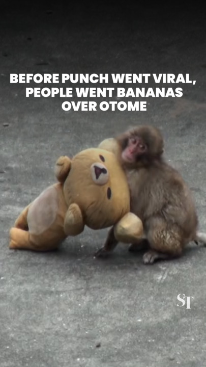 Meet Otome-chan, the monkey who paved the way for the viral Punch