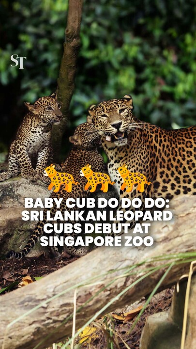 Singapore Zoo’s first Sri Lankan leopard cubs make their public debut