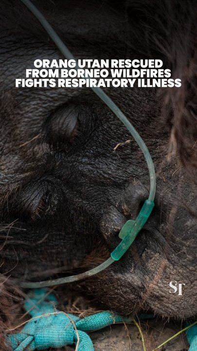 Orang utan rescued from Borneo forest fires after it fainted from hypoxia
