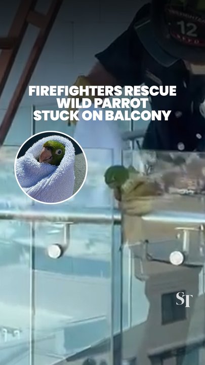 Parrot in San Francisco rescued after getting head stuck in glass balcony 