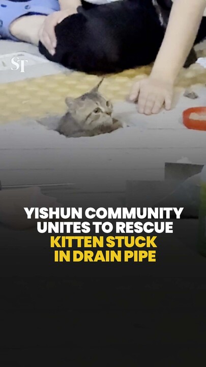 Yishun community unites to rescue kitten stuck in drain pipe
