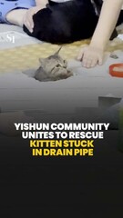 Yishun community unites to rescue kitten stuck in drain pipe