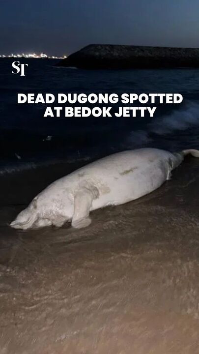 Dead dugong spotted at Bedok Jetty