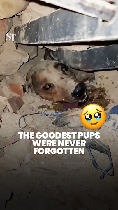 Dogs rescued beneath rubble after Venezuela earthquakes