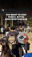 You want to visit Punch, but so does everyone else