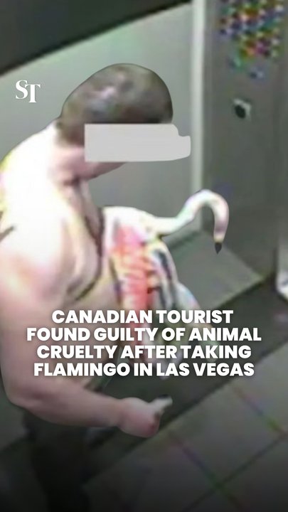 Canadian man who stole flamingo from Las Vegas hotel found guilty of animal cruelty