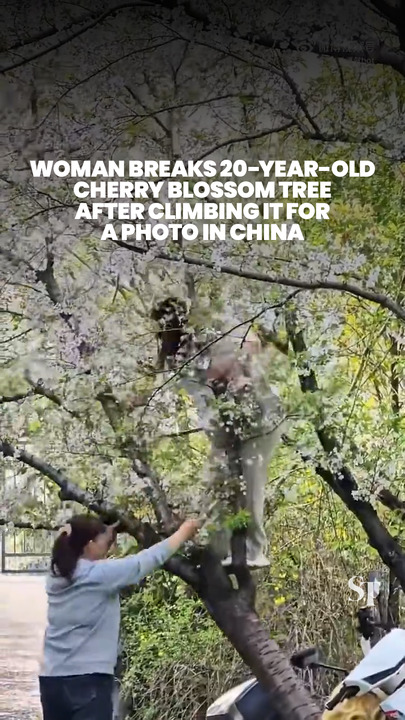 Woman breaks 20-year-old cherry blossom tree after climbing it for a photo in China