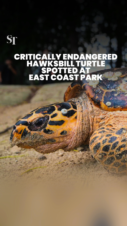 Critically endangered hawksbill turtle spotted at East Coast Park