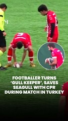 Footballer resuscitates seagull with CPR during match in Turkey