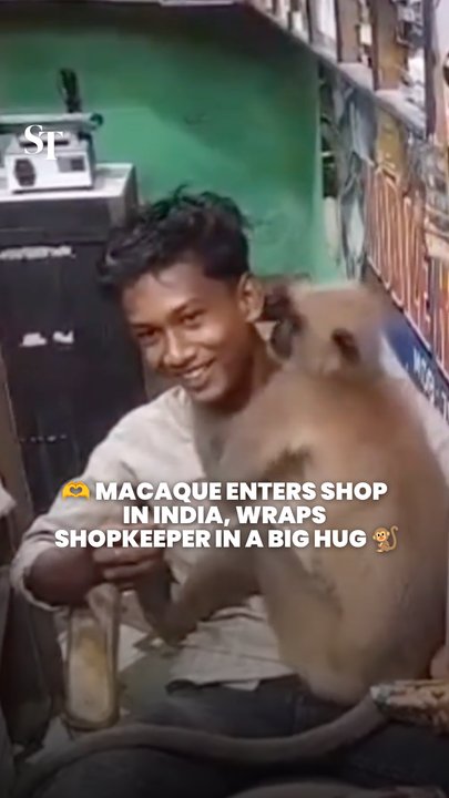 Monkey wraps India shopkeeper in a big hug