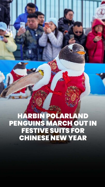 Harbin Polarland penguins march out in festive suits to welcome Chinese New Year
