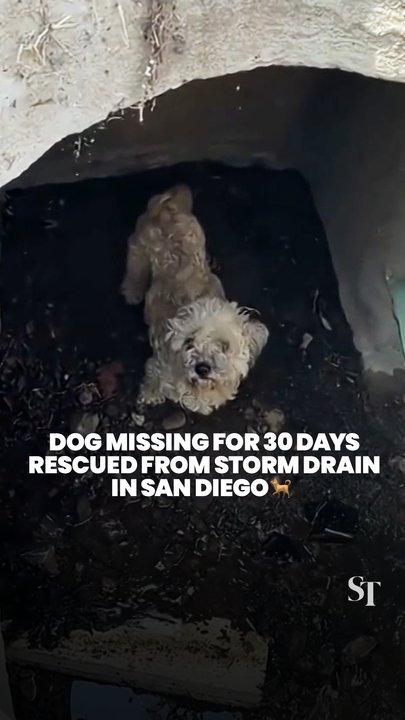 Dog missing for more than 30 days rescued from storm drain in San Diego