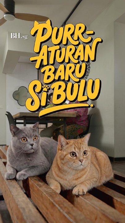 Nenek ada tiga kucing??