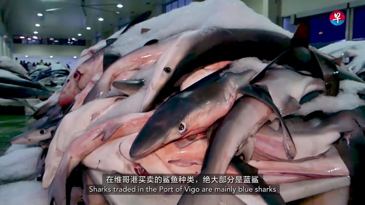 一碗鱼翅的故事