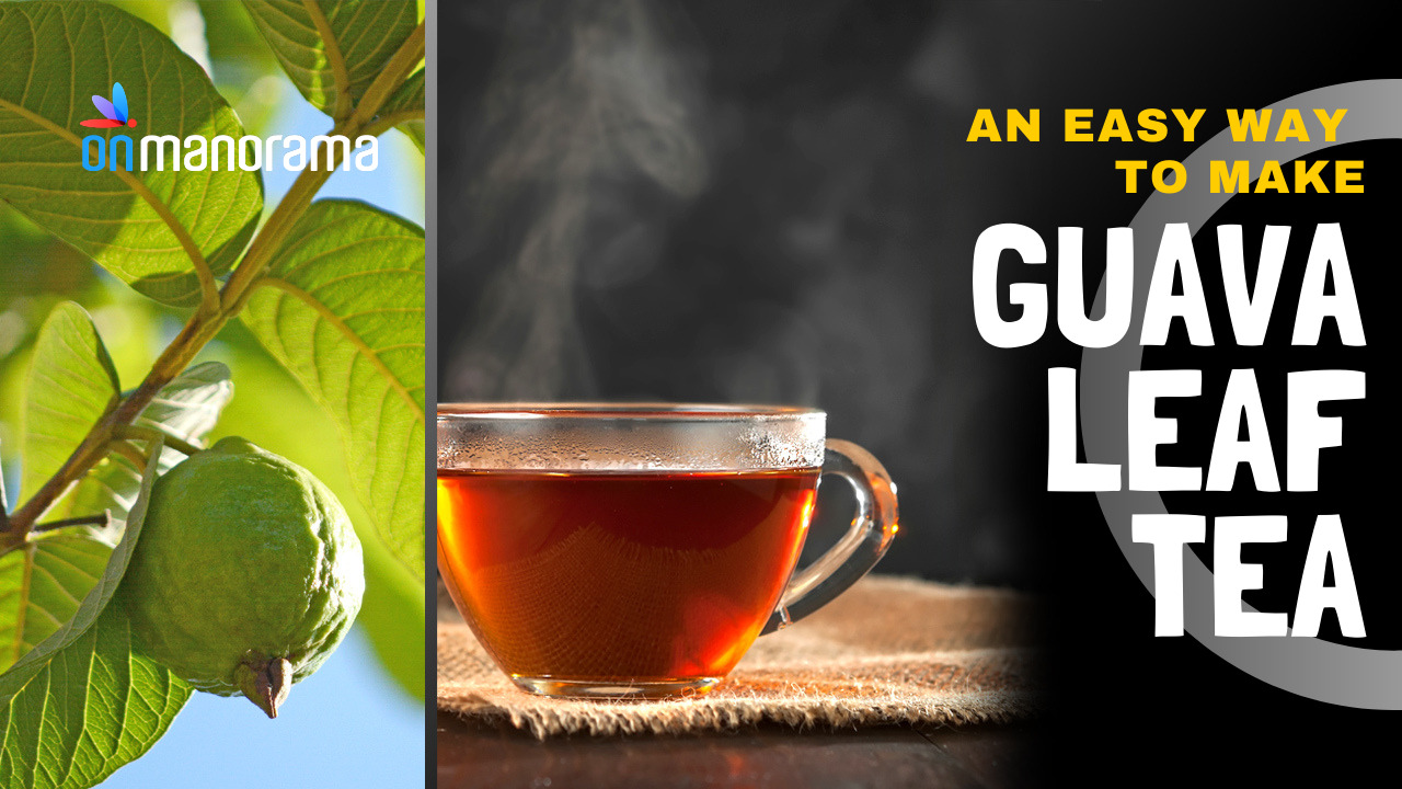 guava levelek tea fogyás)