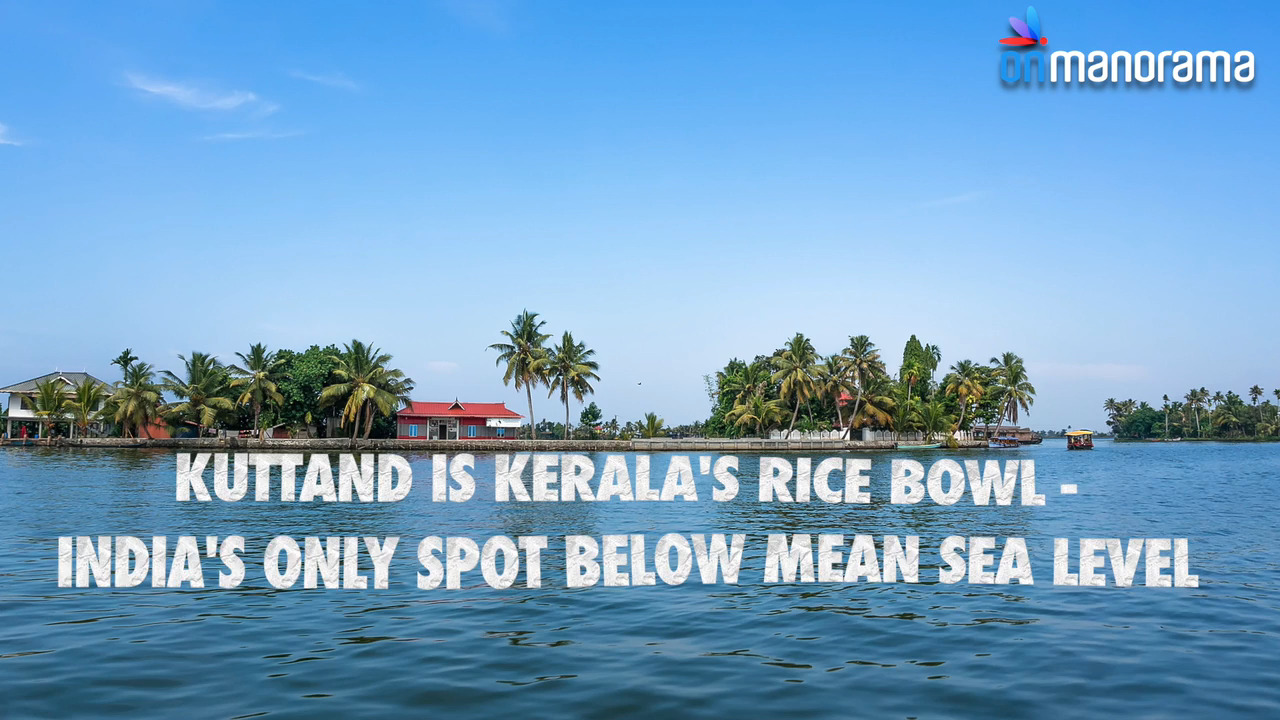 Kuttanad, the postcard face of Kerala | Kuttanad | Alappuzha | Kumarakom |  backwaters | Latest Kerala News | Onmanorama