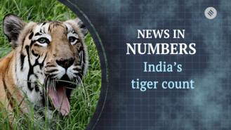 What tiger census tells us about the population in India: News in Numbers