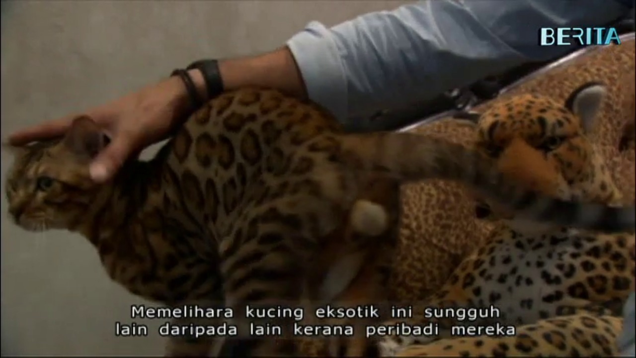 Semakin ramai pelanggan Melayu beli kucing eksotik berharga ribuan dolar