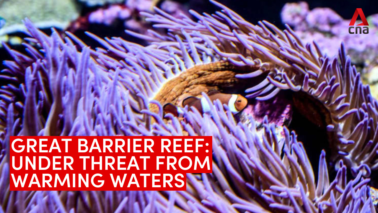 The Great Barrier Reef is Under Threat From Climate Change