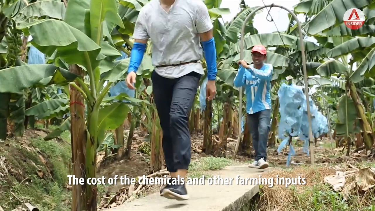 The true cost of bananas CNA