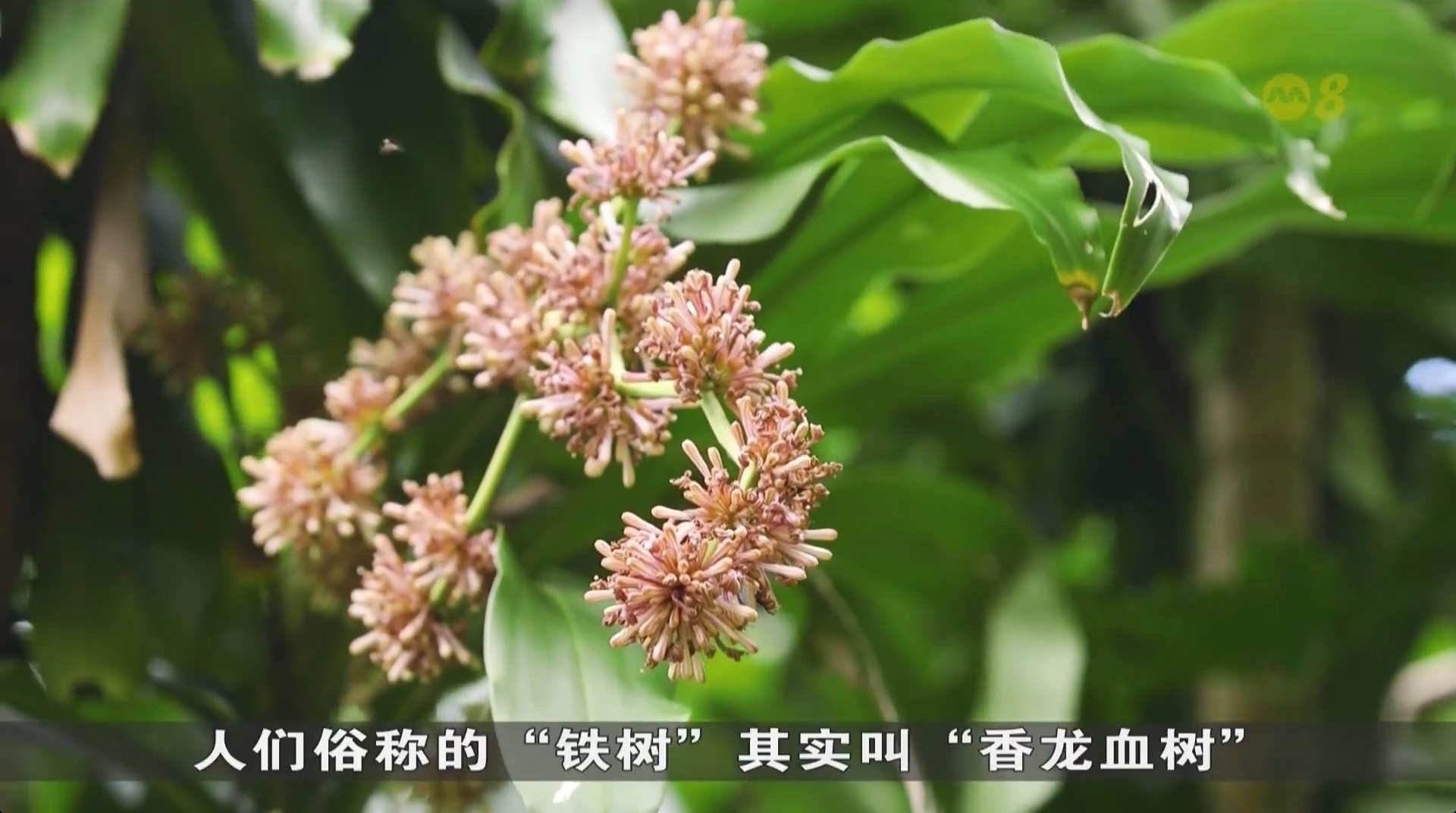 狮城有约 | 狮城花季：难得开花的植物