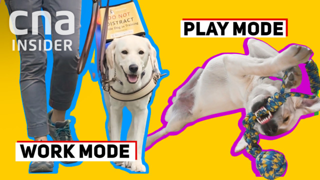 how to become a guide dog trainer