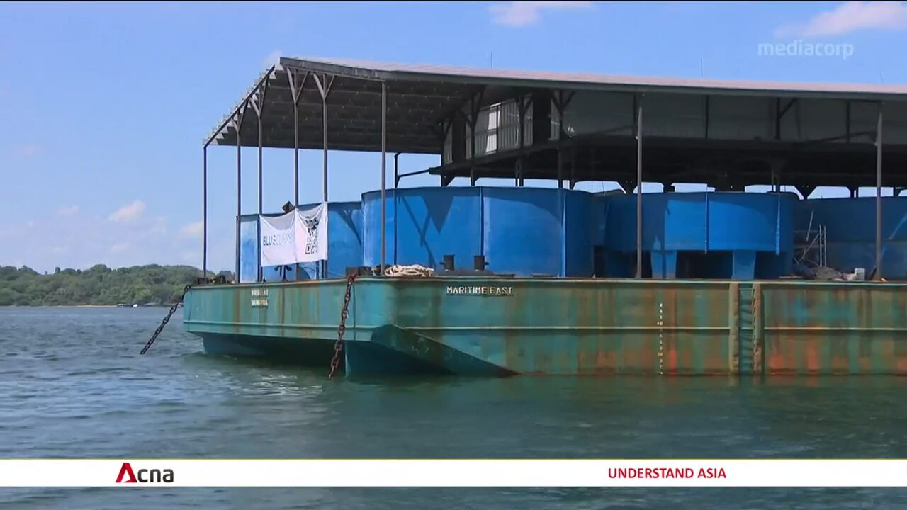Singapore launches S4 million smart fish farm Video CNA
