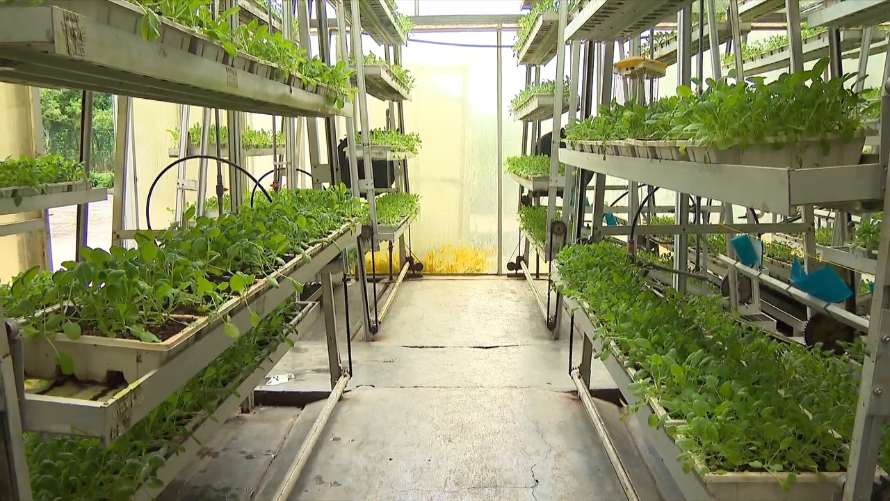 Singapore farm recognised for growing organic produce in urban areas